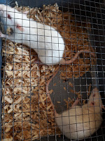 Tikus Putih Jenis Rat
