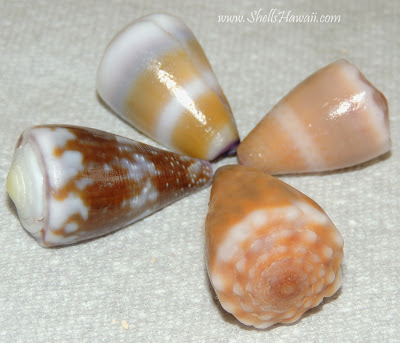 ShellsHawaii ...by Janjira: Hawaiian Seashells / Kauai shells