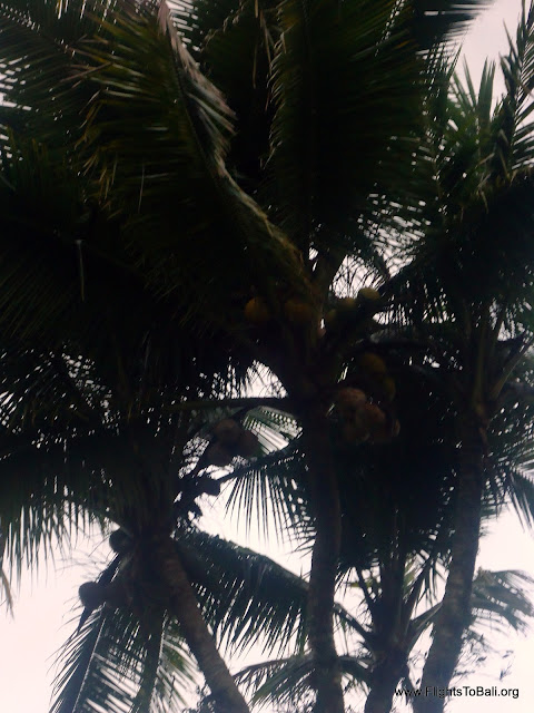 Strange Coconut Tree at Bali Indonesia 3