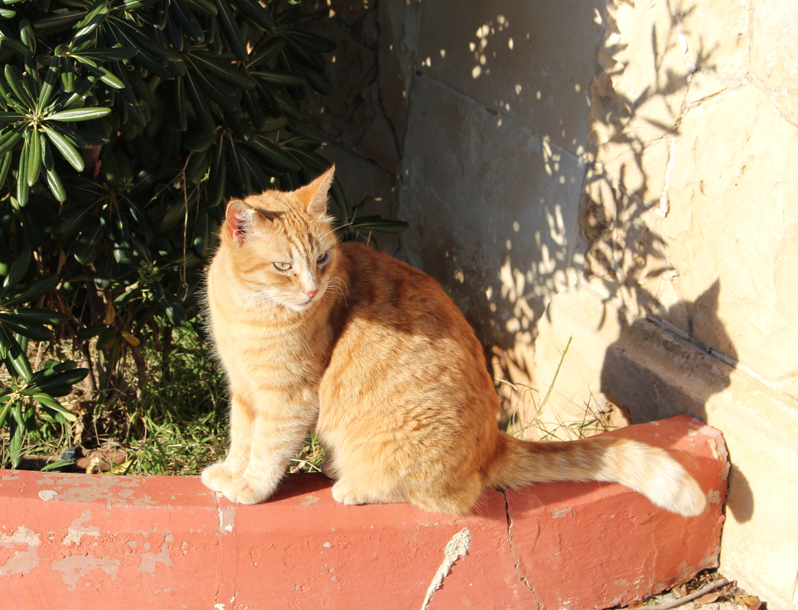 Malta & Gozo Islands of Cats Feral and Stray Cats—An Important