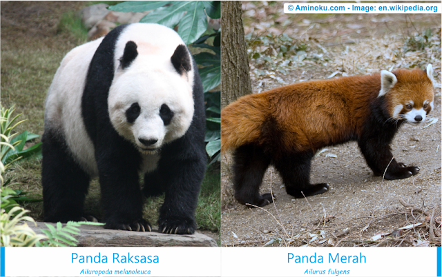 Perbedaan panda raksasa dan panda merah Perbedaan panda raksasa dan panda merah