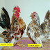 Ayam Serama  - Kecil Kecil Cabe Rawit Harga Selangit