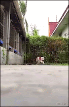Amazing Cat GIF • SuperCat with his red cape is flying nothing can stop him