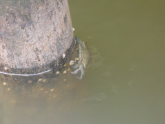 Hey, we are in Maryland!  And here is the crab to prove it. He's safe.No crabbing from the dock.
