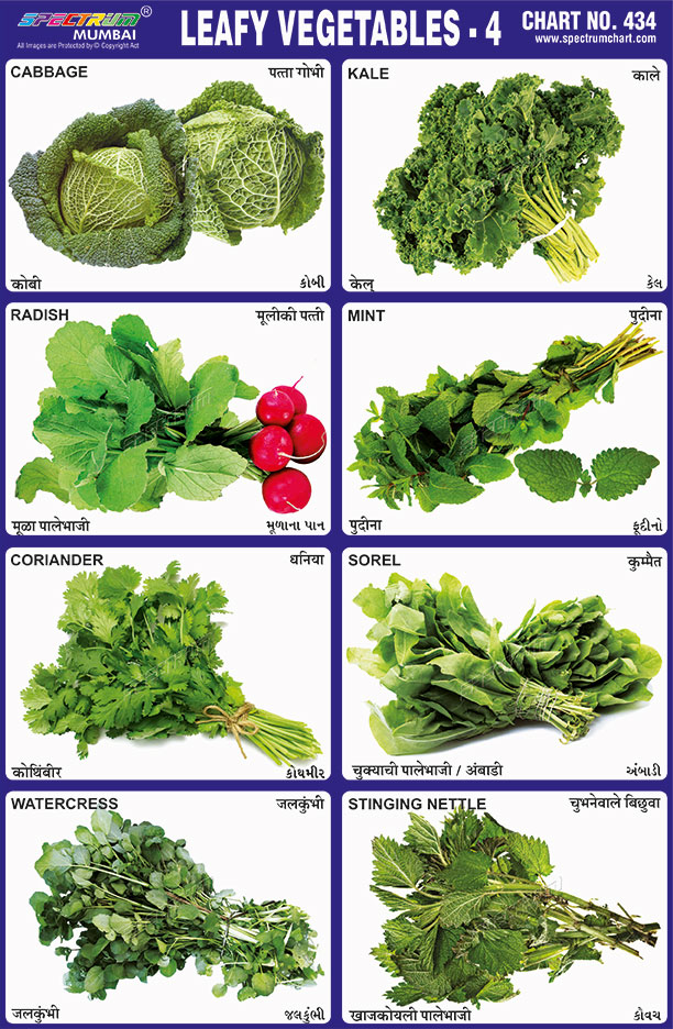 Spectrum Educational Charts: Chart 434 - Leafy Vegetables 4