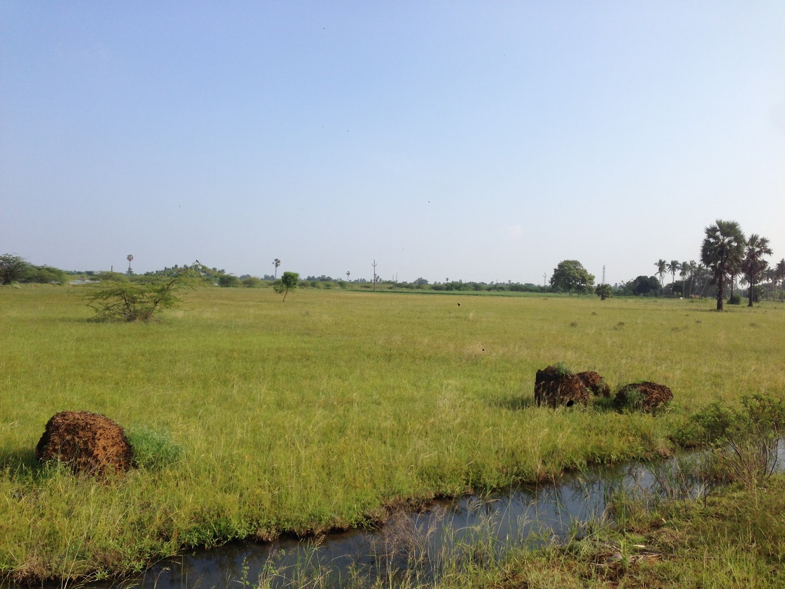 AGRI LANDS 40 ACRES CHEAP AGRI LAND FOR SALE NEAR SRIVAIKUNDAM