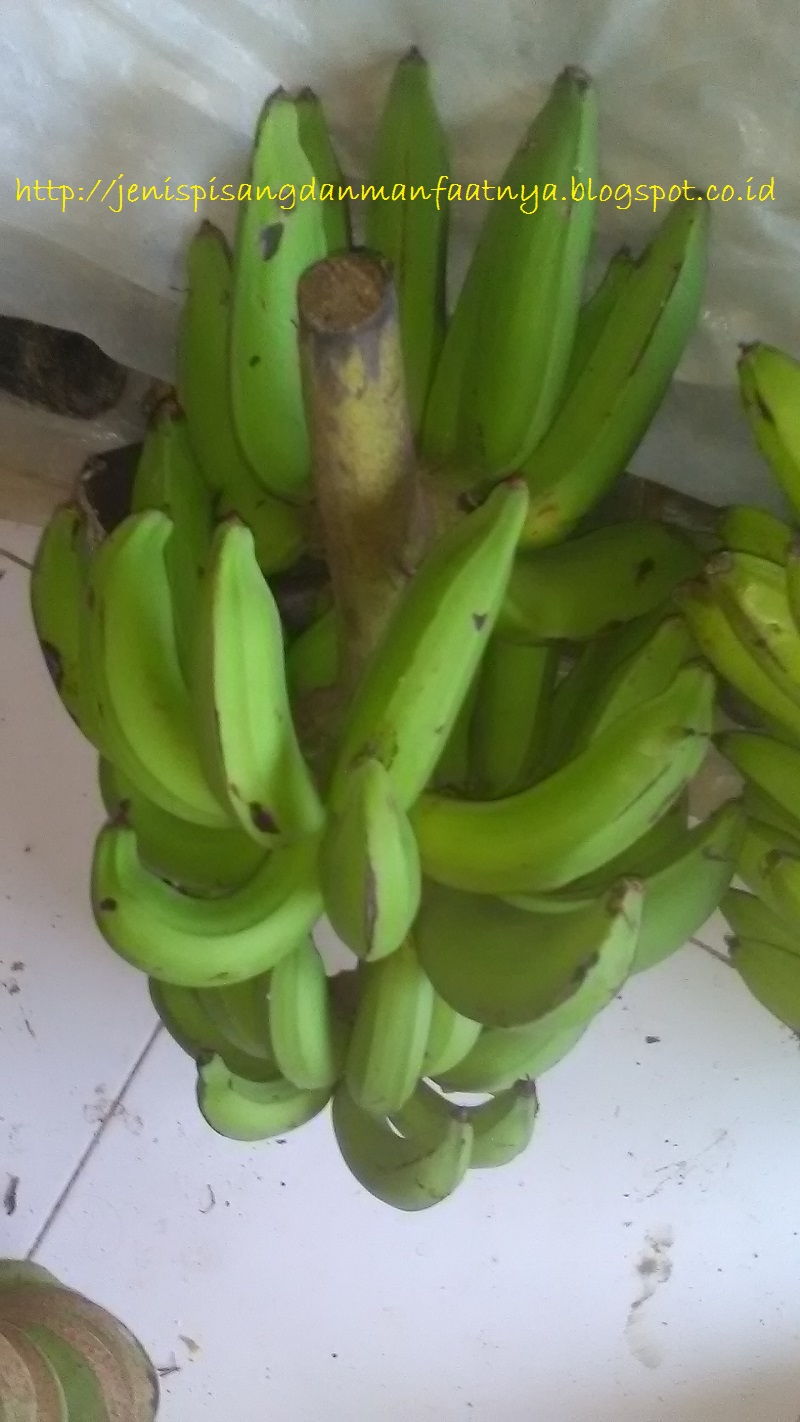 Pisang Nangka Satu Tandan Gambar Pisang Nangka Satu Tandan Dan Warna Pisang Raja Nangka Matang