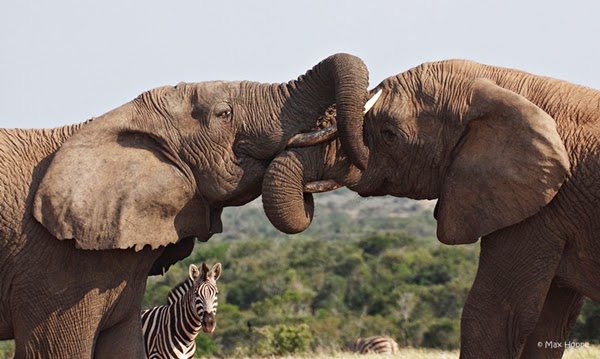 the maX files: World Elephant Day 2014