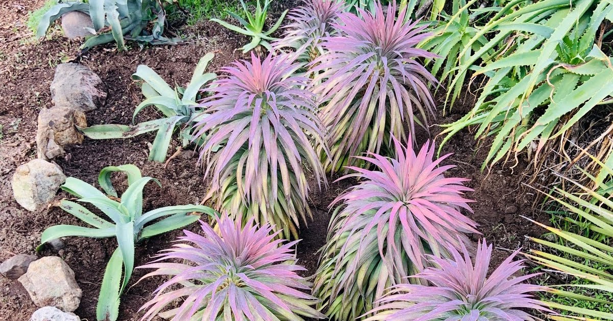 Pennsylvania Street Gardens Plant Profile Yucca "Blue Boy"