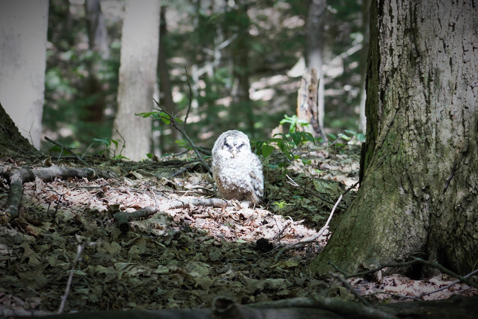 YOURk News and Events York Region Forests Map Developed Trails