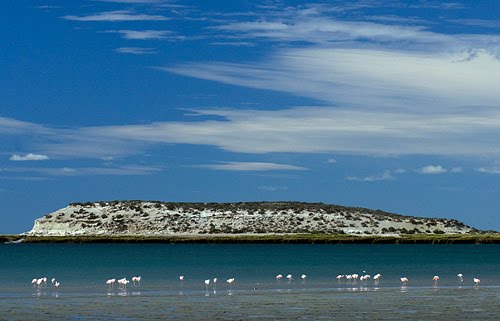 Flamencos en la Isla de los Pájaros Flamencos en la Isla de los Pájaros