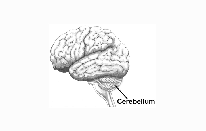 Otak Kecil Cerebellum Pengertian Struktur Fungsi