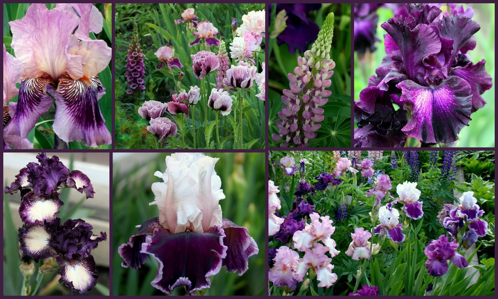 World of Irises "Talking Irises" TALL BEARDED IRISES COMPANION PLANTS