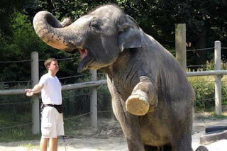 Gajah Pintar Ini Bisa Bermain Harmonika [ www.BlogApaAja.com ]
