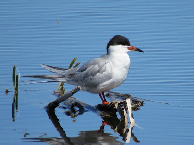 Tule Lake National Wildlife Refuge California