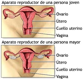 Trompas de Falopio
