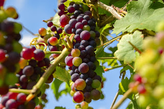 https://pixabay.com/en/grapes-fruit-winegrowing-vine-2729810/