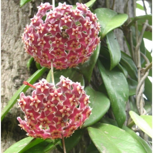 Red Hoya