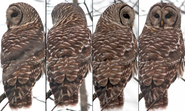 How the Owls Spin their Head