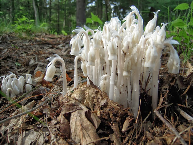 THE GHOST PLANT - Monotropa uniflora |The Garden of Eaden