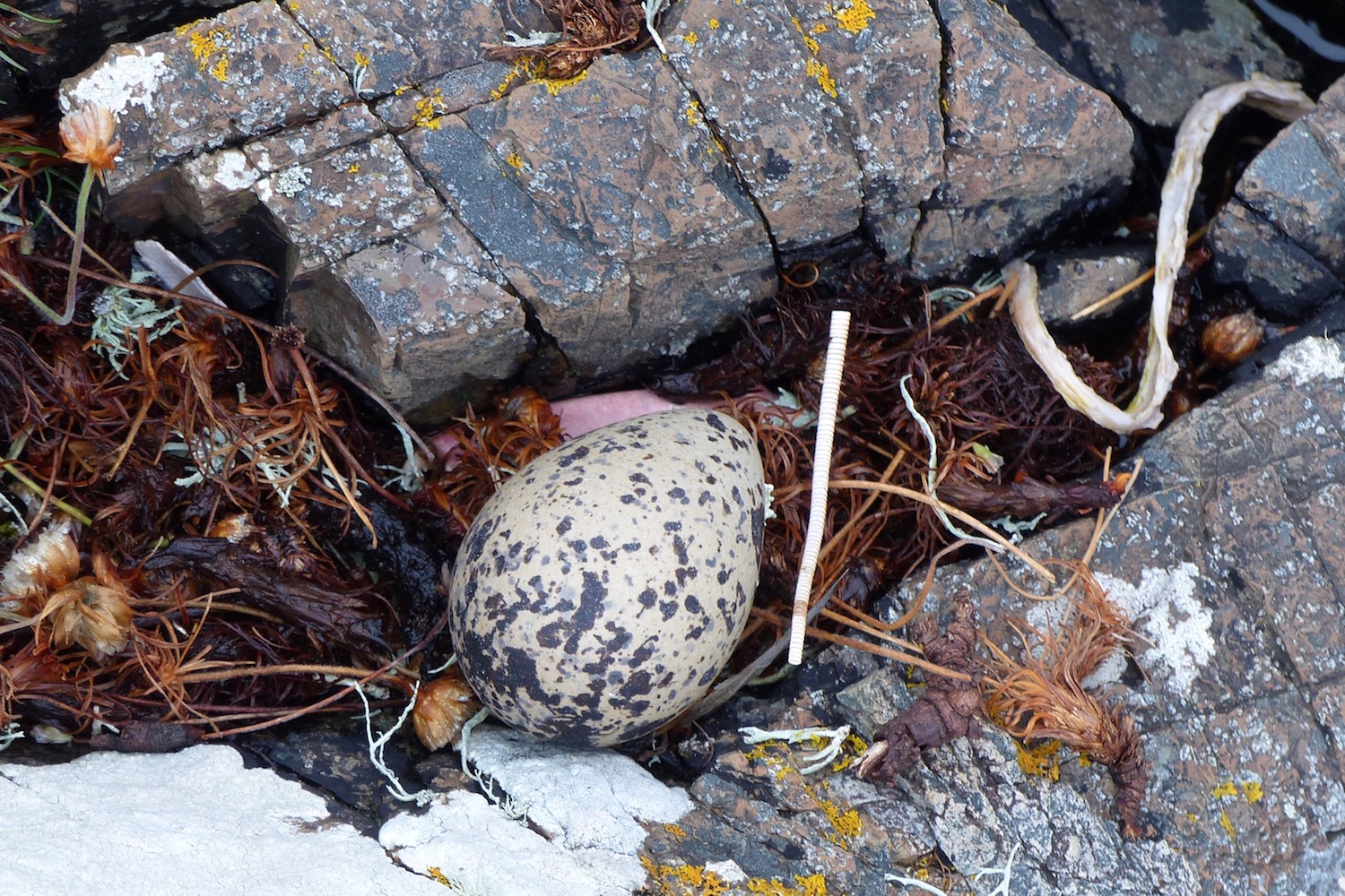 A Kilchoan Diary Another Oystercatcher Nest