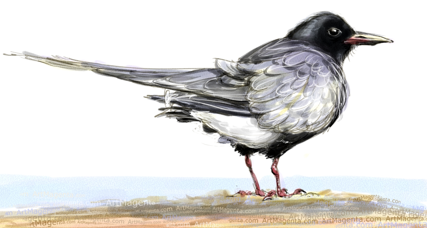 Black tern is a bird drawing by digital artist and illustrator Artmagenta