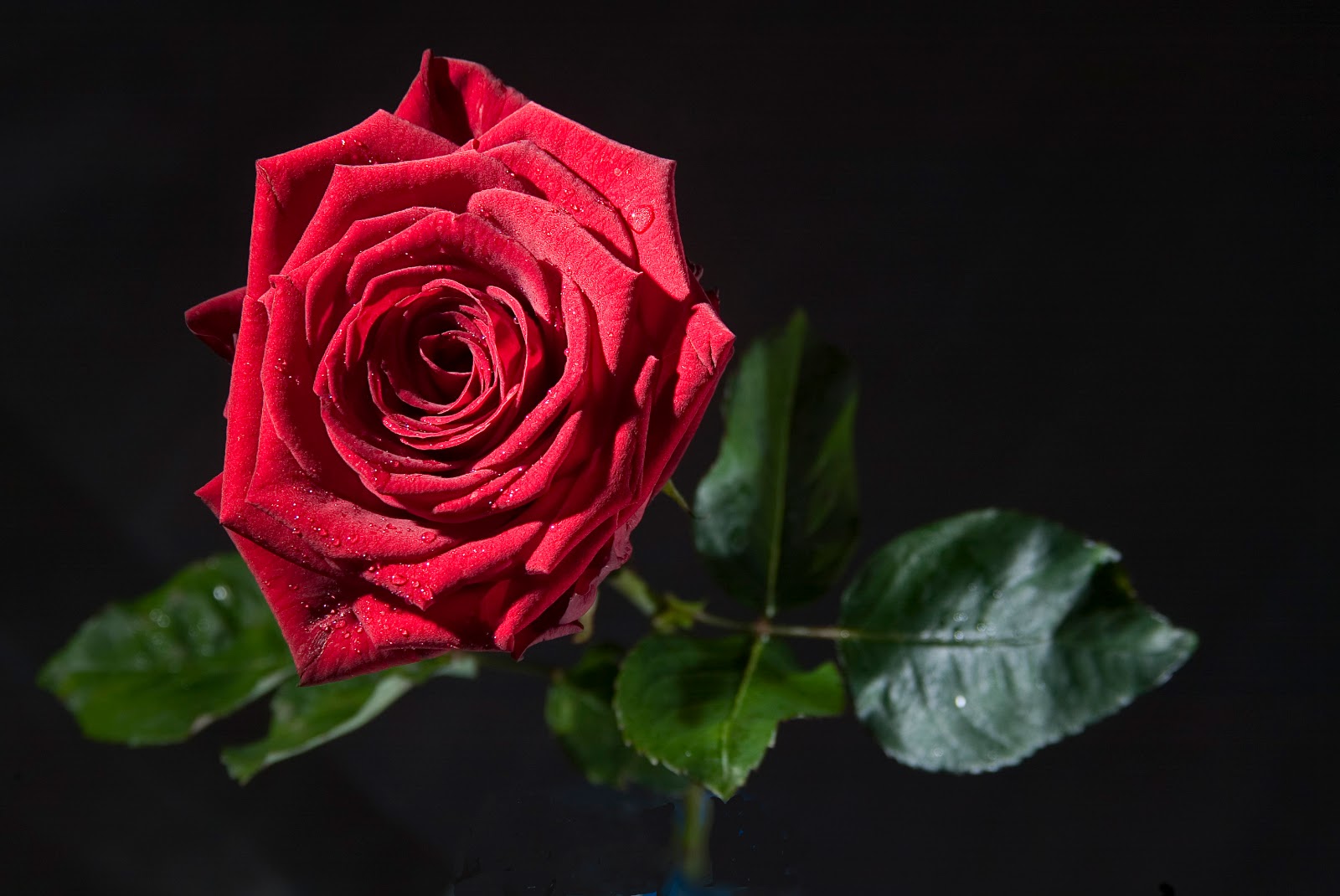 The Rose of Tralee 2011