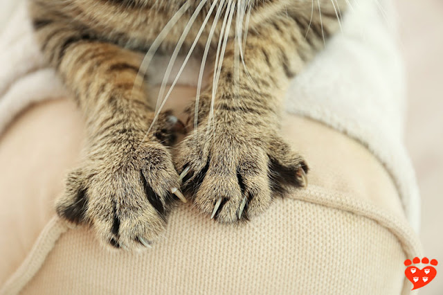 Why Do Cats Scratch Glass Why Do Cats Scratch Glass