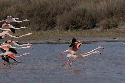 Flamenco común (Phoenicopterus roseus)