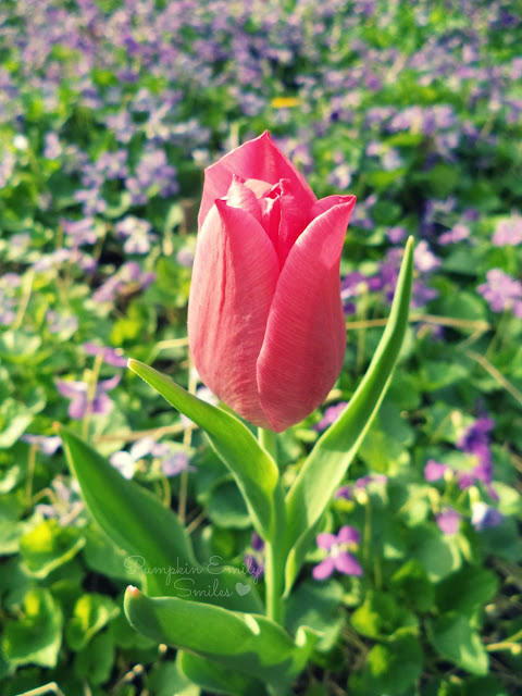 A pink Tulip
