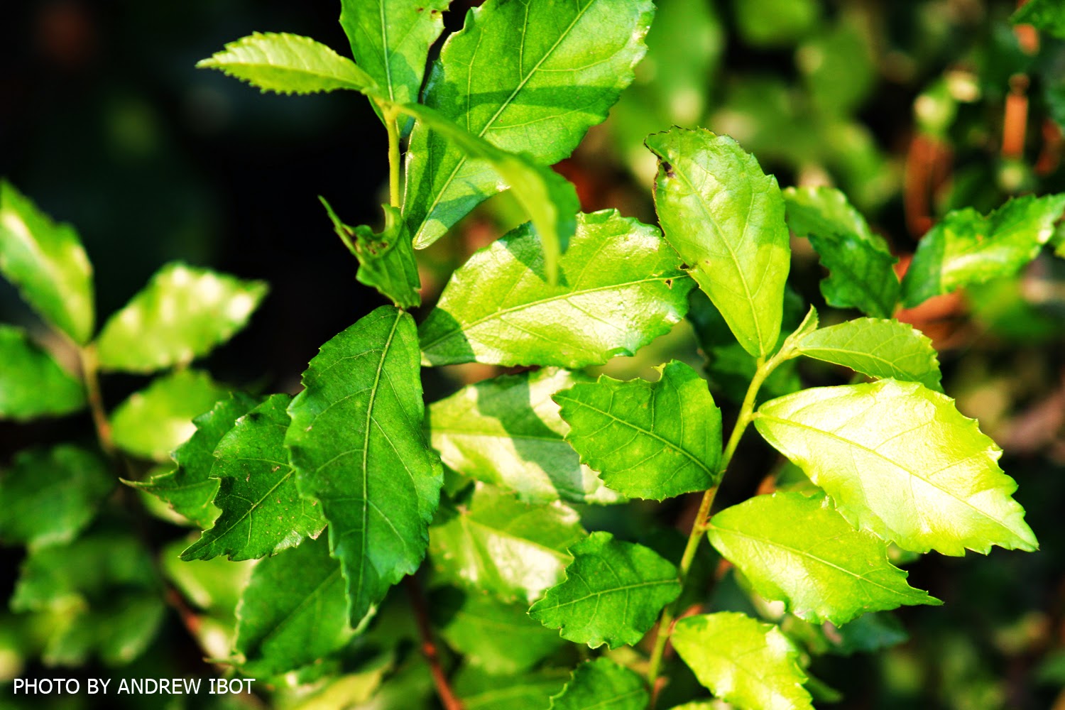 Ako si ANDREW IBOT! Tsaang Gubat