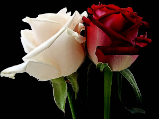 White and red Rose