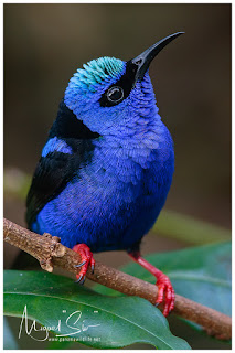 Red-legged Honeycreeper (Cyanerpes cyaneus) - male