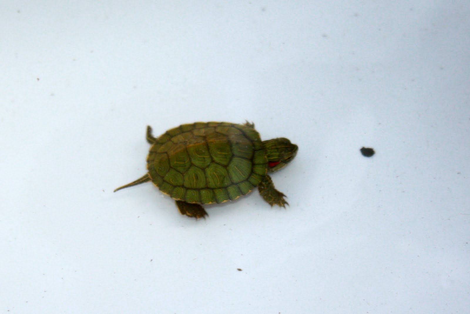 finding joy in the little things ~~~: red eared slider