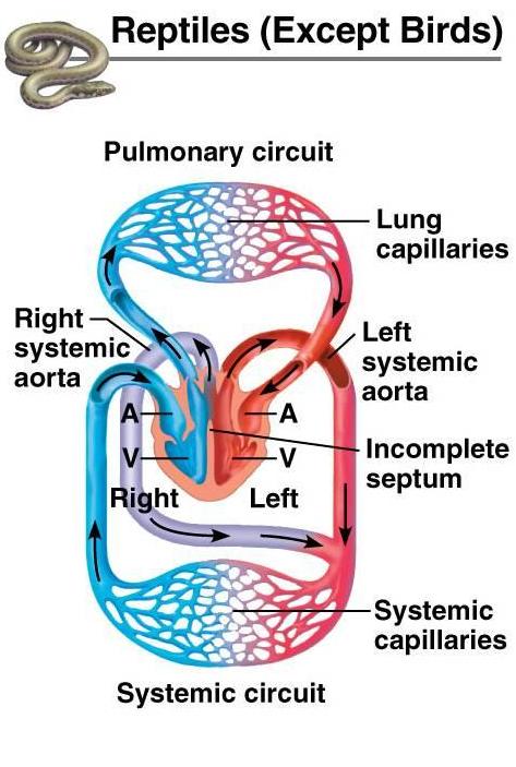 healty care: SISTEM PEREDARAN DARAH PADA HEWAN VERTEBRATA