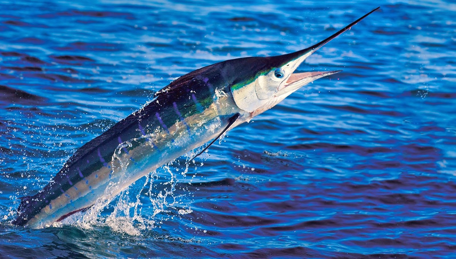 марлин рыба. парусник рыба марлин. черный марлин рыба. рыба меч и марлин. атлантический голубой марлин.