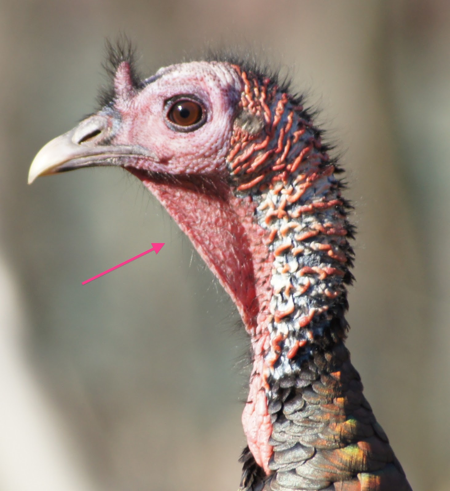 Do Turkeys Have Feathers