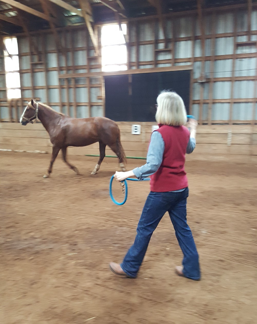 Field Notes Cumberland County, Nova Scotia Summer of the Horse