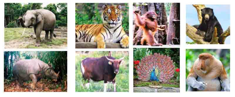 900+ Contoh Gambar Hewan Fauna Gratis