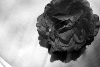 Blume Blume