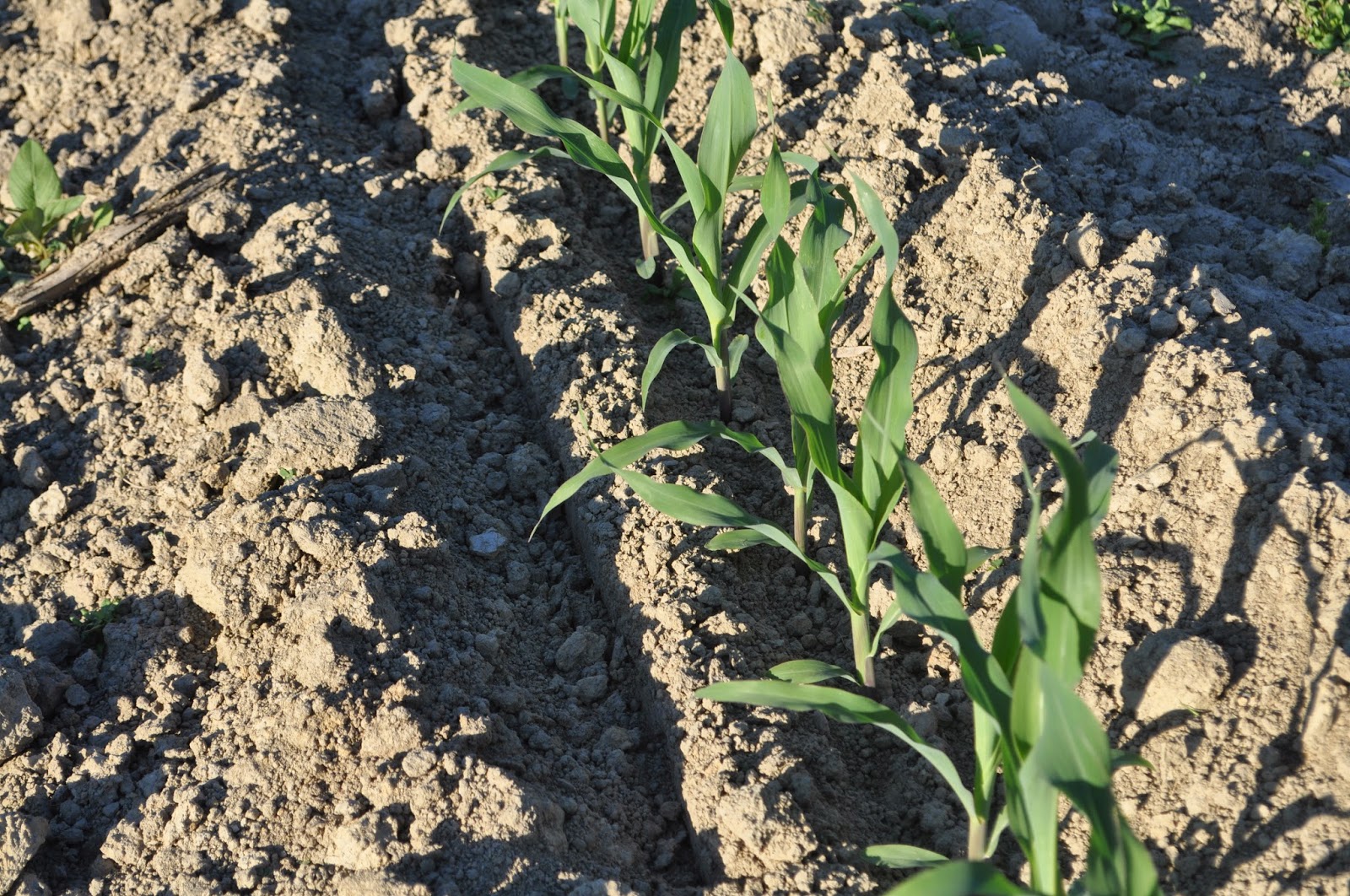 meat &quot;knee high by the fourth of july&quot; not my corn!