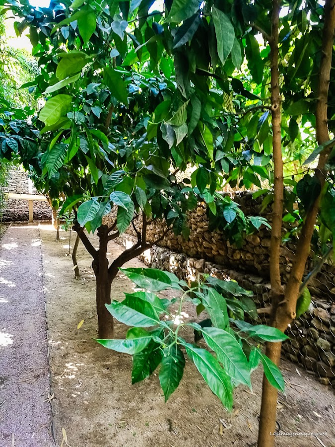 Estufa Fría del parque Juan Carlos I