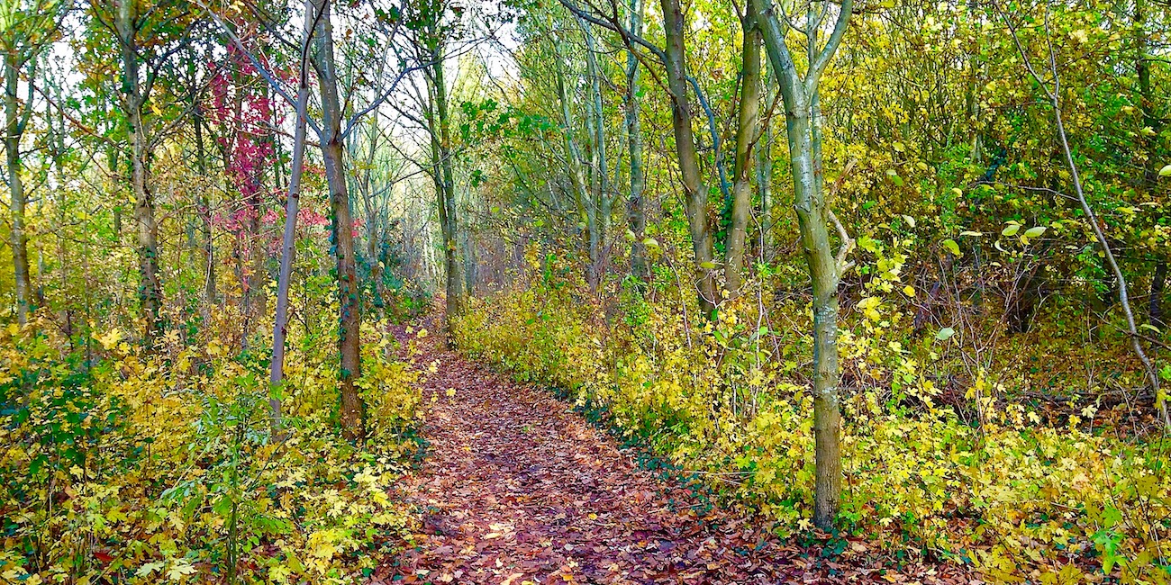 Cambridgeshire walks Somersham Nature Reserve and Lake