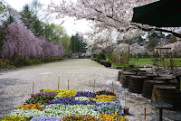 弘前公園植物園　散り始めた桜とパンジー