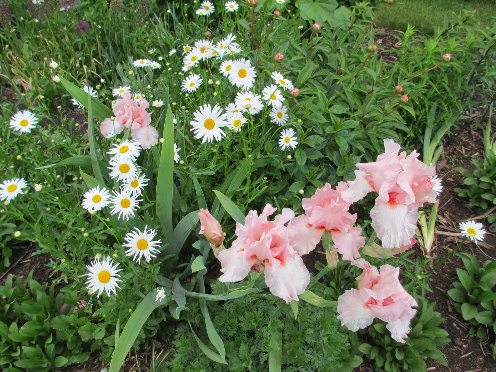 Garden Fancy May Flowers and May Showers