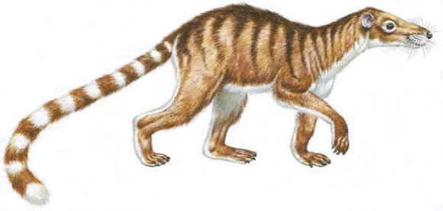 mamiferos del Paleoceno Chriacus