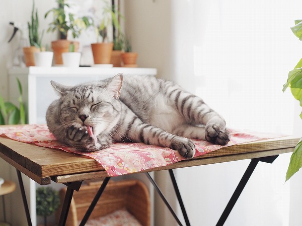自分の手のひらを舐めているサバトラ猫