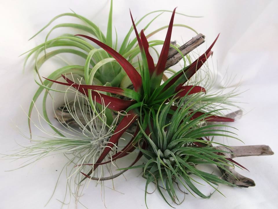 Andersons Angels Sponsor Spotlight The Perfect Plant Andersons Angels Sponsor Spotlight The Perfect Plant