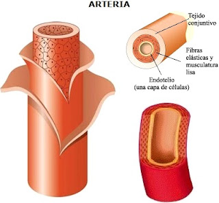 Arteria Imagen de la arteria indicando partes o capas a colores