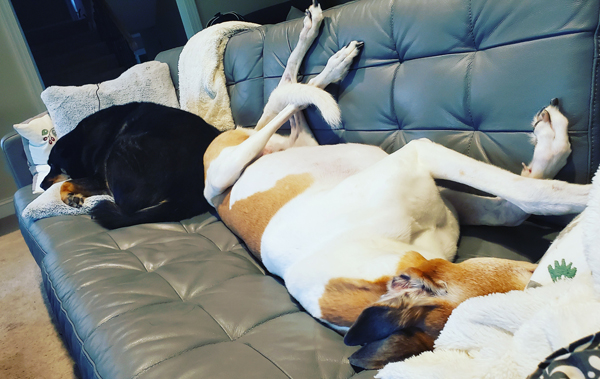 image of Zelda the Black and Tan Mutt and Dudley the Greyhound napping on the sofa, facing opposite directions, she on her stomach and he on his back, their bums pressed together